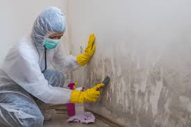 Best Environmental Consulting for Mold Prevention  in Ladera, CA